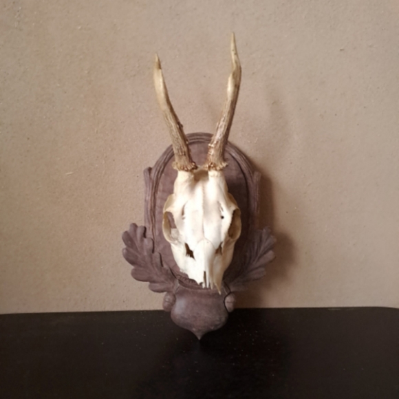 Carved Wooden Hunting Trophy Board with Skull and Small Deer Antlers - Picture 1 of 5